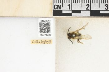 Media type: image;   Entomology 771232 Aspect: Labels